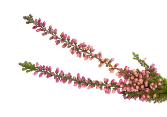 Brin de bruyères Calluna rose	