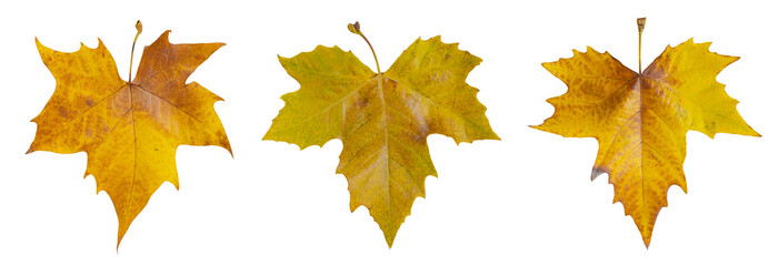 Feuilles mortes de platane	