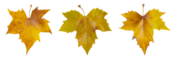 Feuilles mortes de platane	