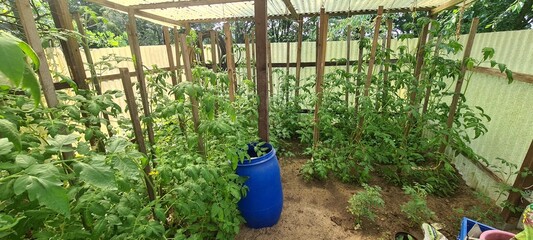 Tomatenpflanzen im Gartengewächshaus