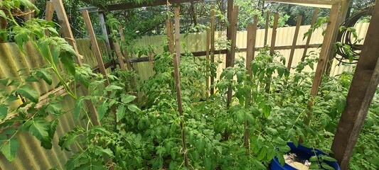 Tomatenpflanzen im Gartengewächshaus