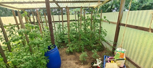 Tomatenpflanzen im Gartengewächshaus