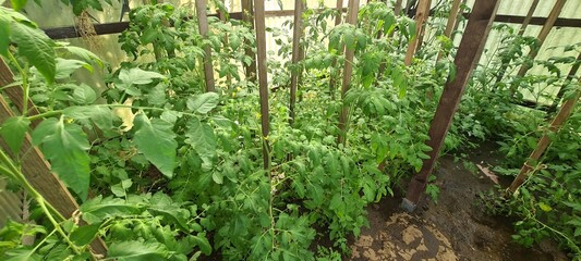 Tomatenpflanzen im Gartengewächshaus