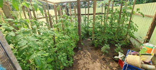 Tomatenpflanzen im Gartengewächshaus