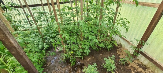 Tomatenpflanzen im Gartengewächshaus