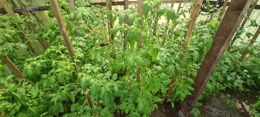 Tomatenpflanzen im Gartengewächshaus