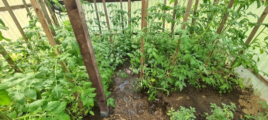 Tomatenpflanzen im Gartengewächshaus