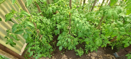 Tomatenpflanzen im Gartengewächshaus