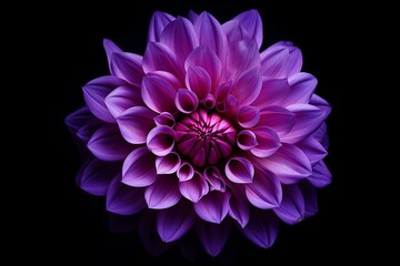 isolated dahlia flower with a dark chrome-retro violet appearance against a black background. Generative AI