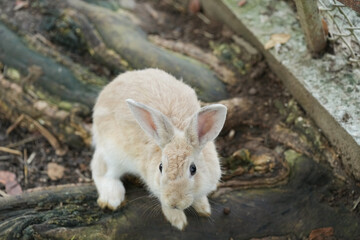 funny rabbits sitting on the stump.