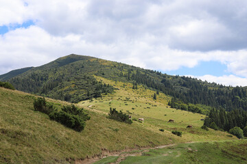 Fototapeta premium landscape in the summer mountains