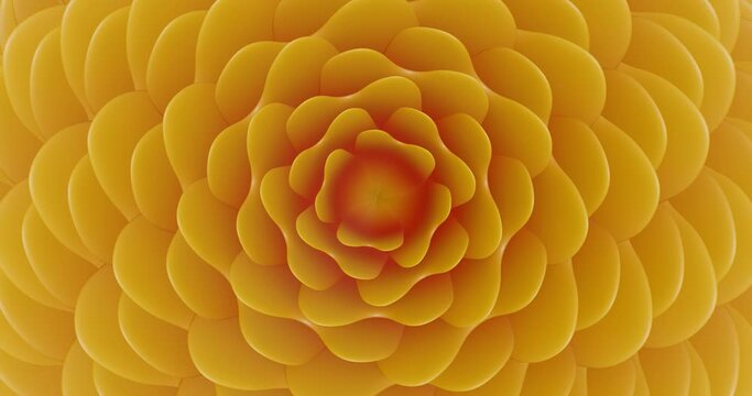 The Yellow Flower Blooms. Yellow flower in bloom. 4K. Extremely high quality.