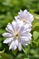 Obraz premium Gorgeous Pair of Climbing Clematis Flowers in Bloom