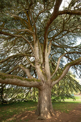 Magnificent Old Lebanon Cedar, Celles sur Belle, Deux Sevres, France, High quality photo