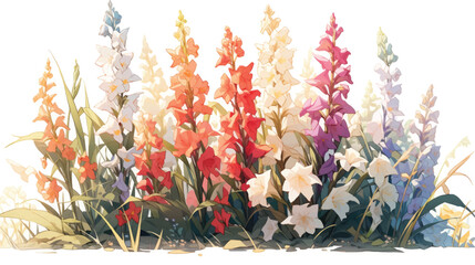 Watercolor Vintage Gladiolus Art with White Background