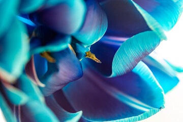 Close up of blue tulip petals, selective focus. Tulip macro image