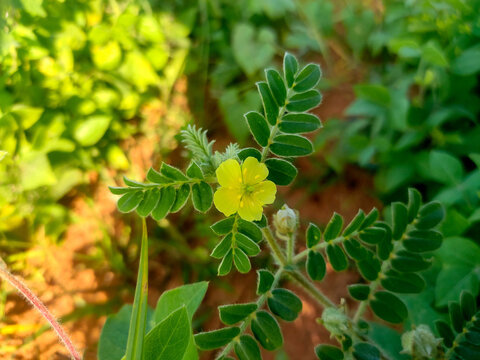Tribulus terrestris, an annual plant in the caltrop family, is extensively distributed across the globe.