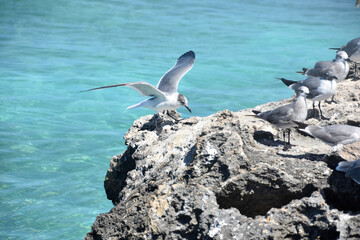 Landing Laughing Gull with His Wings Outstretched