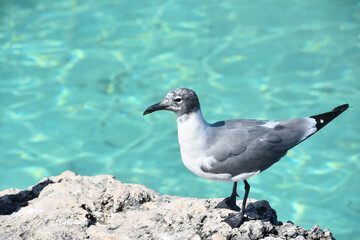 Side Profile of a Laughing Gull Bird