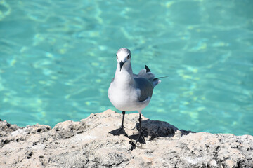 Fototapeta premium Fossilized Rock on the Ocean with a Laughing Gull