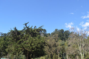 the beautiful ecuador park in the city of Concepcion full of trees