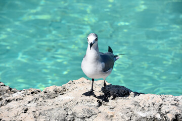 Gray and White Laughing Gull Bird on Coast