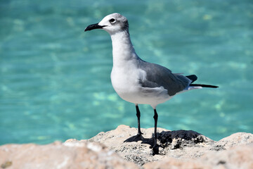 Amazing Gull Standing on Coral on the Coast