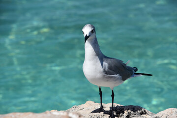 White and Gray Laughing Gull Bird on Coast