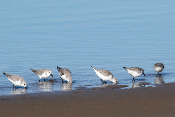 Correlimos trid&aacute;ctilos, calidris alba aliment&aacute;ndose en la playa