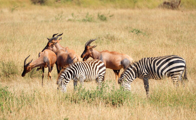 Burchell's Zebras in Ikoma, near Serengeti National Park, Tanzania, Africa