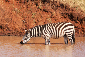 Burchell's Zebras in Ikoma, near Serengeti National Park, Tanzania, Africa