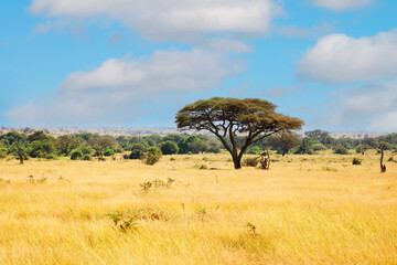 Obraz premium Umbrella Acacia, Umbrella Tree, Schirmakazie, in Serengeti National Park, Tanzania, Africa