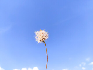 A single fluffy dandelion seed head stands tall against a vibrant blue sky with wispy clouds. Its...