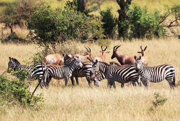 Fototapeta na wymiar Burchell's Zebras in Ikoma, near Serengeti National Park, Tanzania, Africa