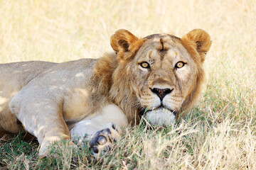 A Lion (Panthera Leo) in Serengeti National Park, Tanzania,  Africa