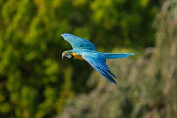 Blue and Yellow Macaw Parrot , Ara ararauna , also known as the Blue and Gold Macaw. Close-up of a tropical bird flying.