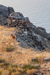 Deer on Byzantine Medieval Castle of Myrina in Lemnos or Limnos Greek island northern Aegean Sea