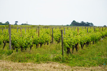 Une vigne avec des rangs de plantes alignées