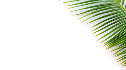 Fototapeta na wymiar Palm tree banner isolated on white background