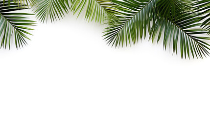 Palm tree banner isolated on white background