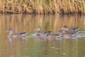 Northern shovelers swimming