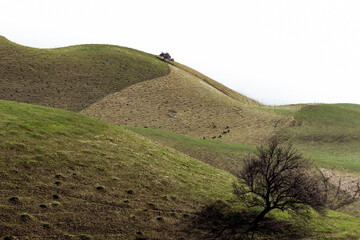 A close up shot of a lone tree with background of another tree on top of a terrain and several...