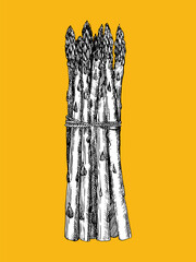 Hand-drawn illustration of Asparagus, vector