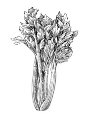 Hand-drawn illustration of Celery, vector