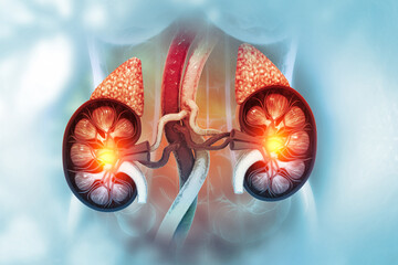 Human kidney cross section on scientific background. 3d illustration