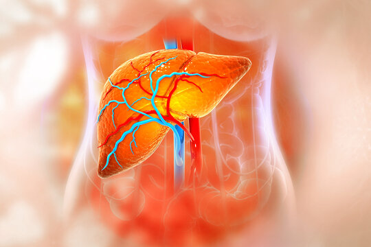 Human liver anatomy structure, 3d illustration