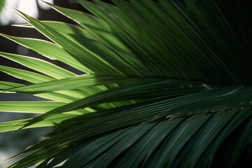 Coconut leaves studio light. Generate Ai