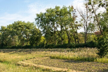 Ukrainian Carpathian Mountains. Nature. Forest. Sky. Beauty.