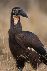 Fototapeta premium Kaffernhornrabe / Southern ground hornbill / Bucorvus leadbeateri.