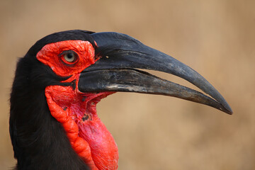Kaffernhornrabe / Southern ground hornbill / Bucorvus leadbeateri